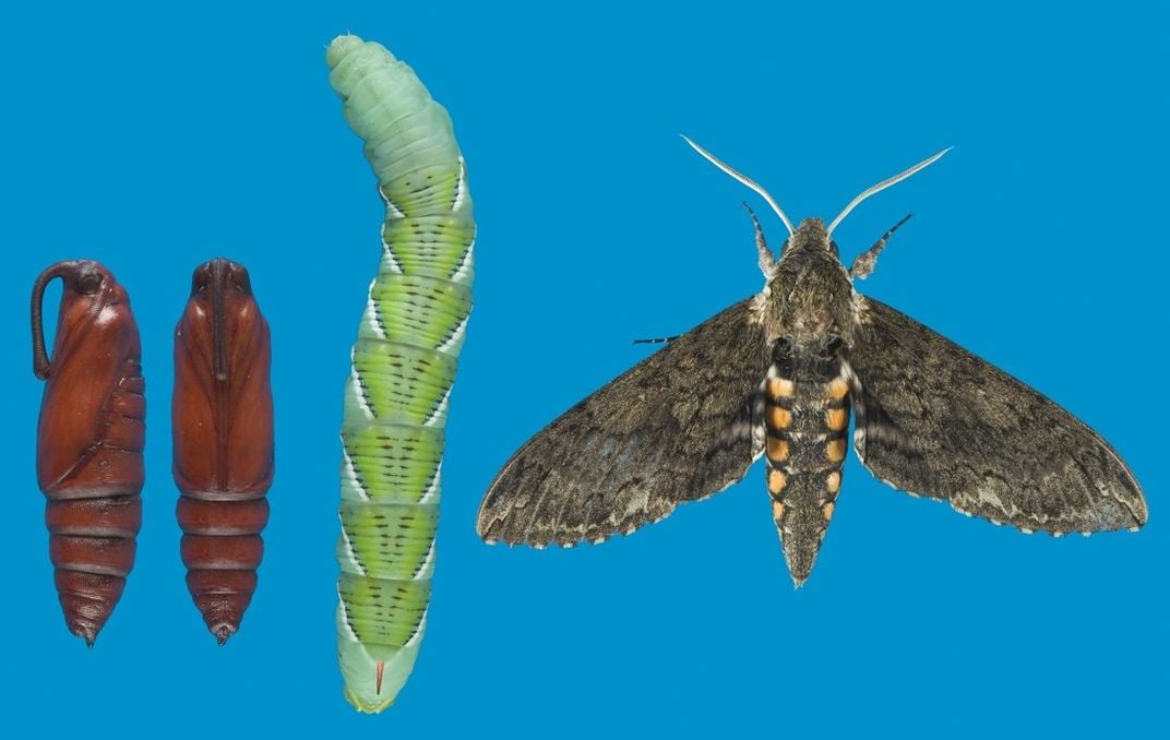 Two cacoons, a caterpillar and a moth on blue background