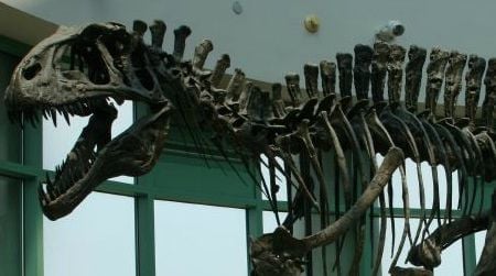 A reconstruction of Acrocanthosaurus at the North Carolina Museum of Natural Sciences in Raleigh, North Carolina, where this year’s SVP reception was held.
