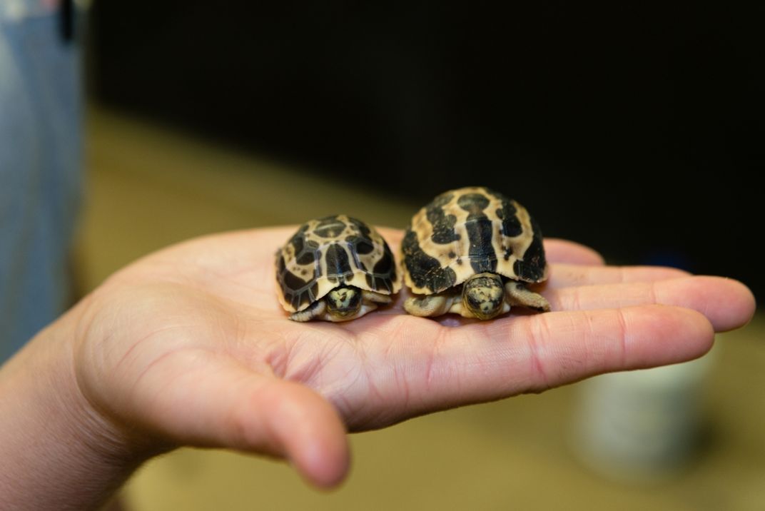 Two small spider tortoises rest on an animal keeper's open palm. The tortoise on the left is slightly smaller than the tortoise on the right.