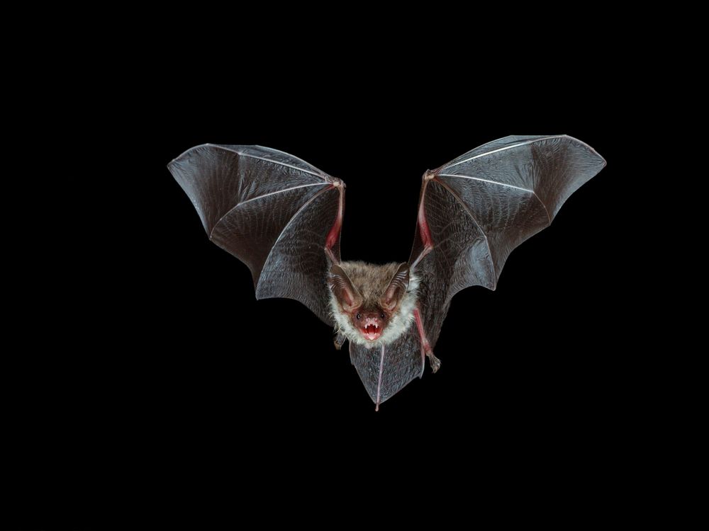 BAT