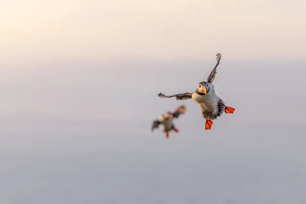 Puffin dogfight at Skomer Island thumbnail