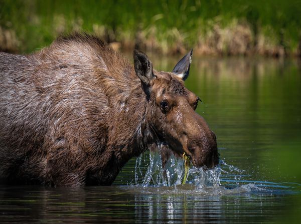 Moose Foraging thumbnail