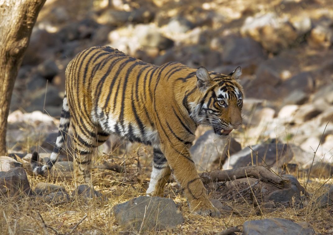 The elusive tiger in Ranthambore National Park