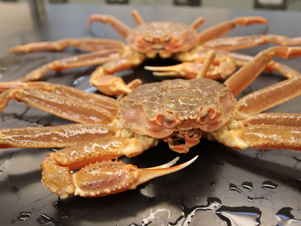 Two snow crabs on a table