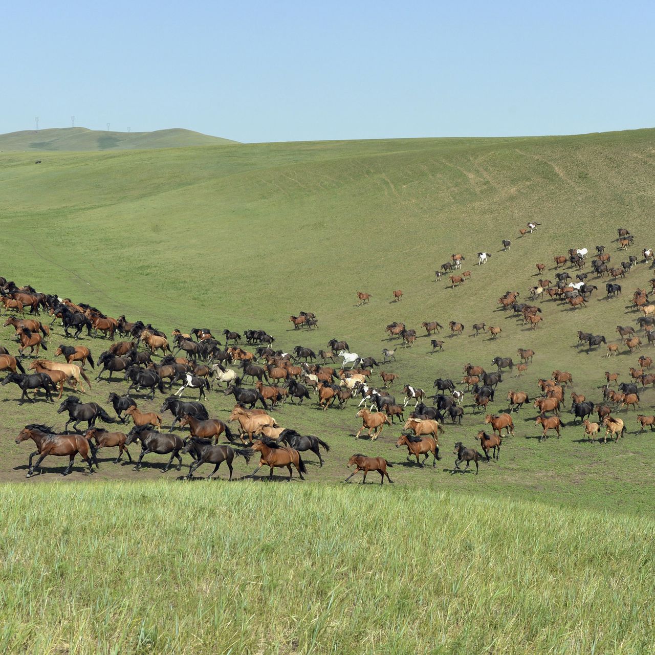 Mongolian Horse Race Distance