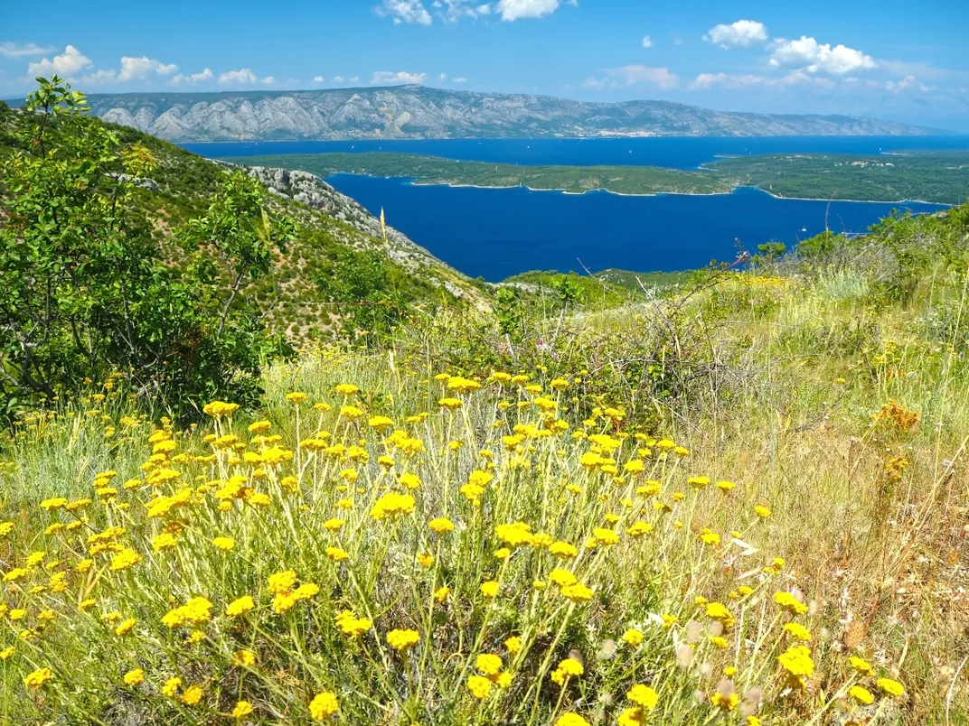 Wildflowers on Hvar Island