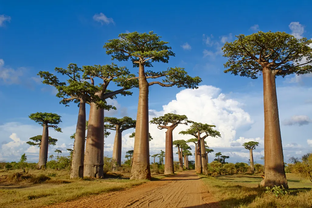 trees with long trunks and leaves in an umbrella-like canopy at the top stand sparsely