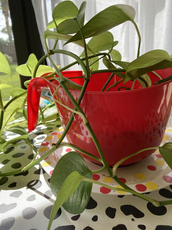 Green plant in a red pot on top of a polka-dot table. thumbnail