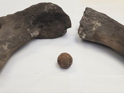 Bones that archaeologists say belonged to a large male sperm whale, alongside a 17th century cannonball. These items were discovered by archaeologists in Edinburgh, Scotland during excavations ahead of a new tram line.