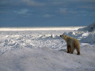 As the climate changes, polar bears are increasingly coming into contact with people.