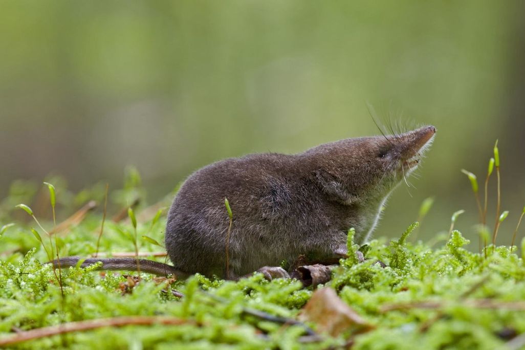 Shrew