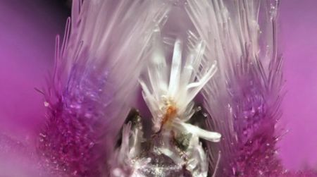 Internal parts of a wildflower, magnified 100x, by Arik Shapira of Hod HaSharon, Israel