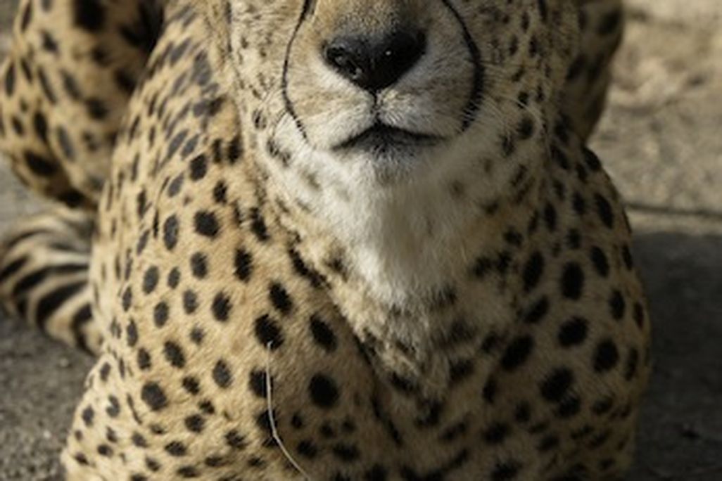 20110520110644granger_NZ.jpg