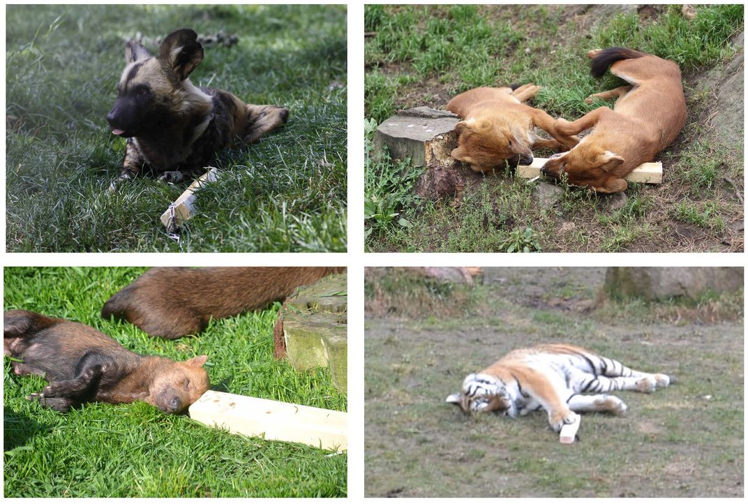 All four groups of carnivores loved their bloody-smelling blocks. Credit: Nilsson et al (2014) PLoS One