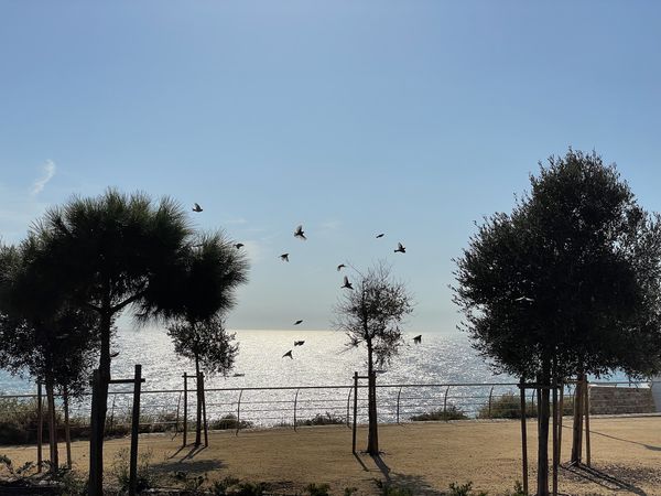 flight in Algarve thumbnail