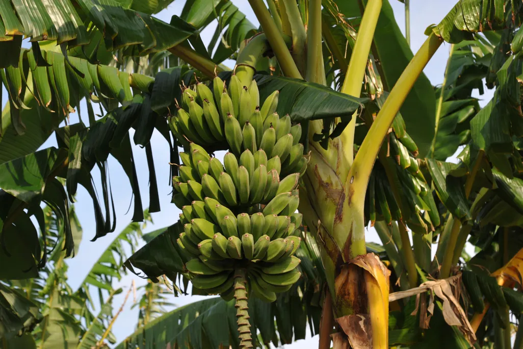 banana