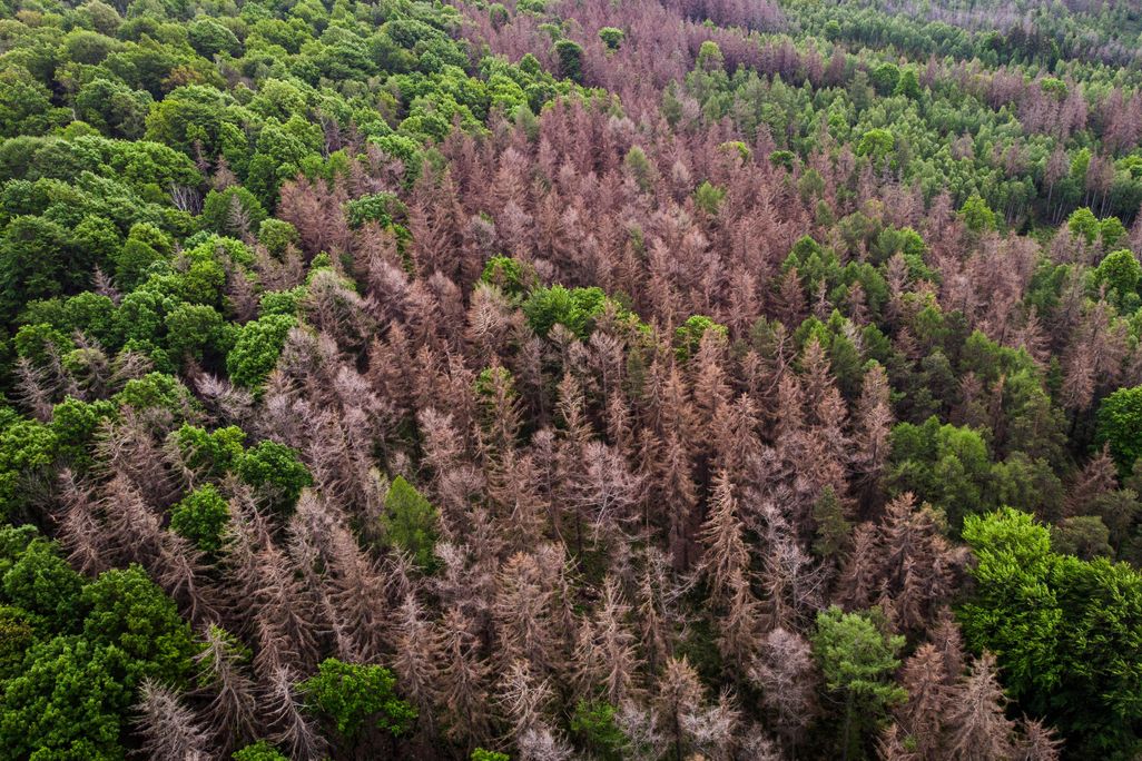 A forest in Koenigshain, Germany.