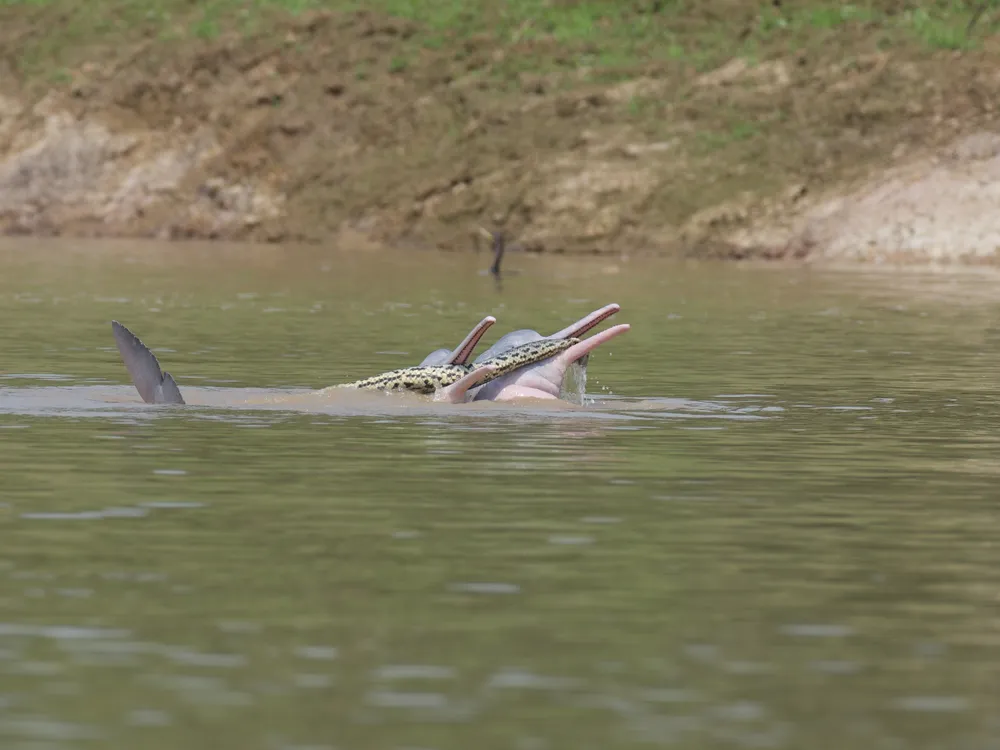 An image of two river dolphins swimming with an anaconda in their mouths. The dolphins are pinkish in color and are holding their heads above the water.