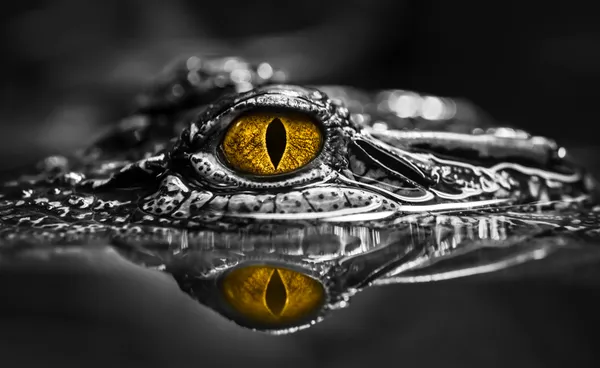 Crocodile eye thumbnail