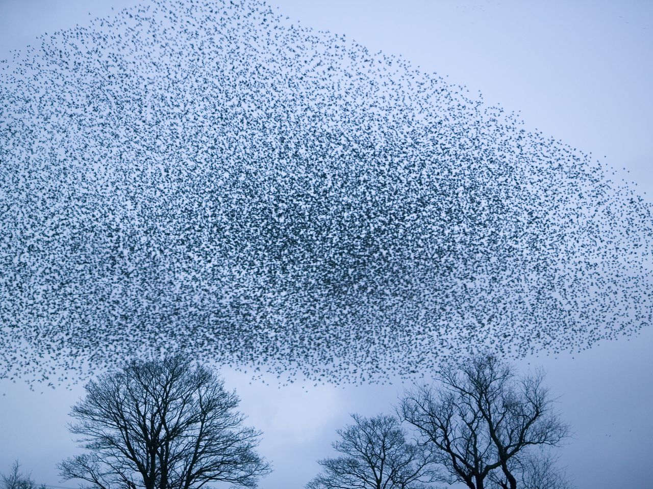 How a Flock of 400 Flying Birds Manages to Turn in Just Half a Second, image size:1280x960