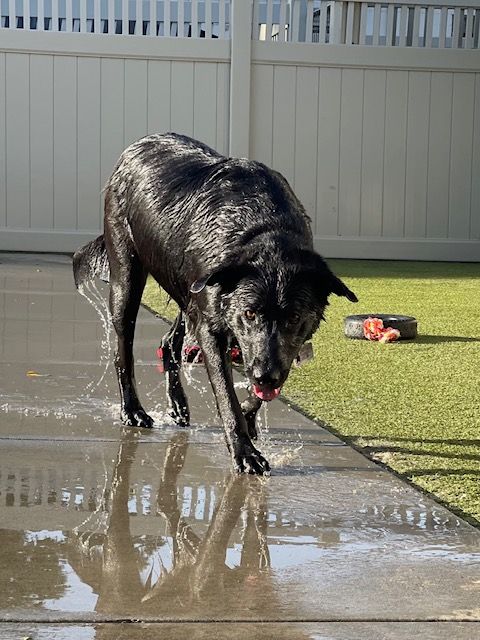 A dog dripping water after multiple swims in the pool. thumbnail