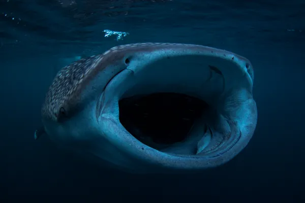 sunset light thumbnail