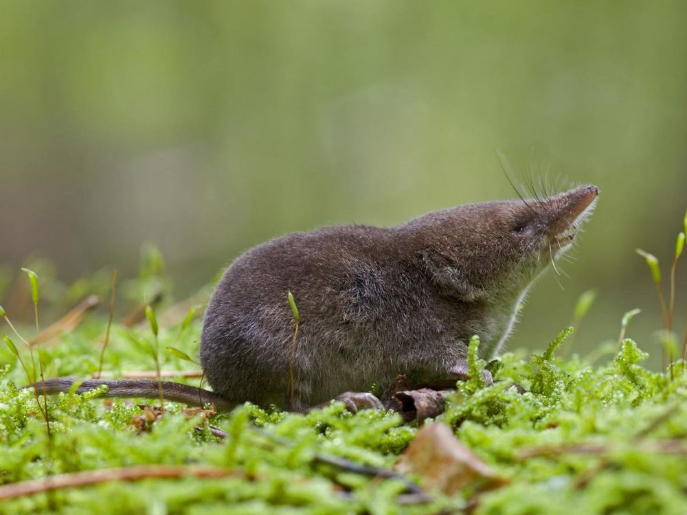 Shrew