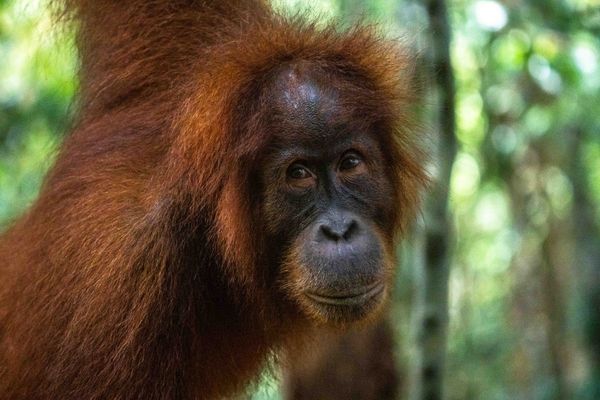The Orangutan’s Protective Gaze thumbnail