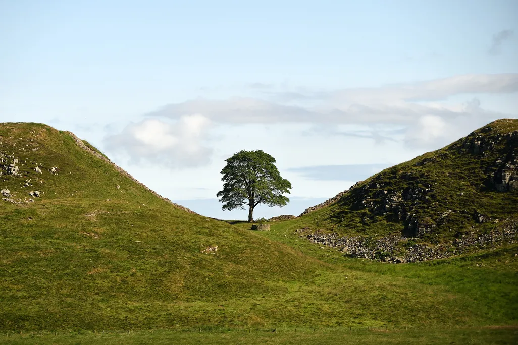 Sycamore Tree