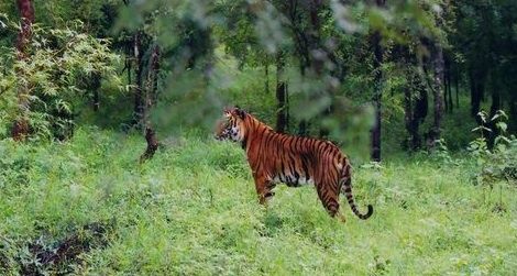 A tiger in the Bhadra Wildlife Sanctuary in India