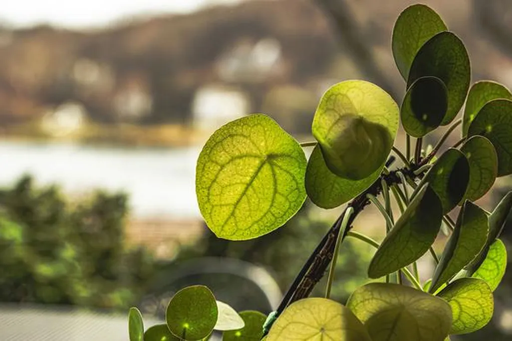 A plant with a blurry background