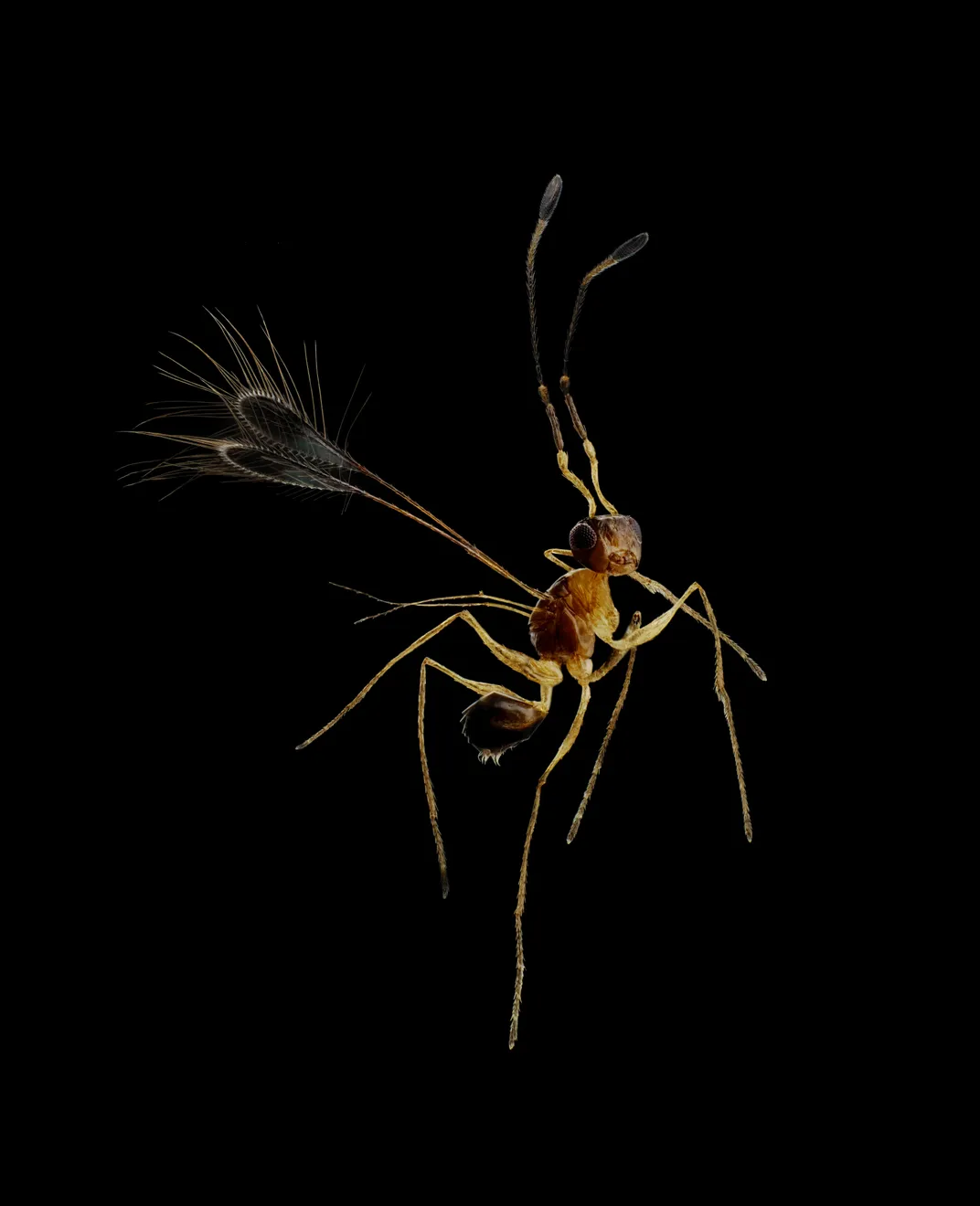 a small brown wasp with two wings that look like peacock feathers