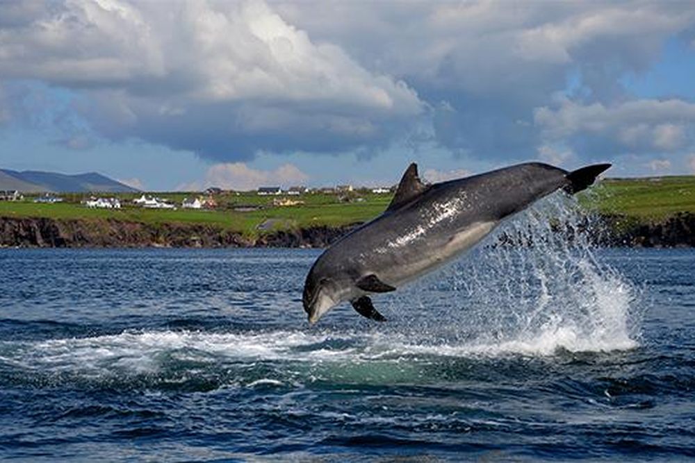 Fungie the dolphin-mobile.jpg