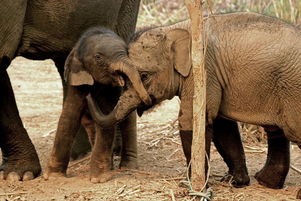 elephant.jpg