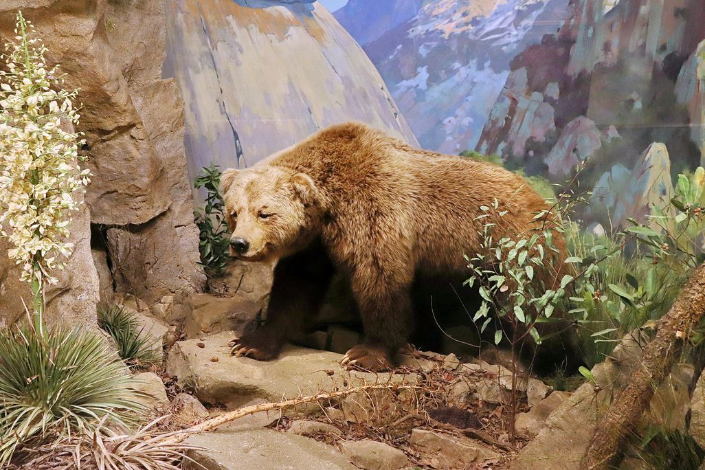 A model of a California grizzly bear in a museum