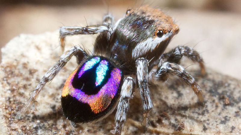 How Peacock Spiders Make Rainbows on Their Backsides, Smart News