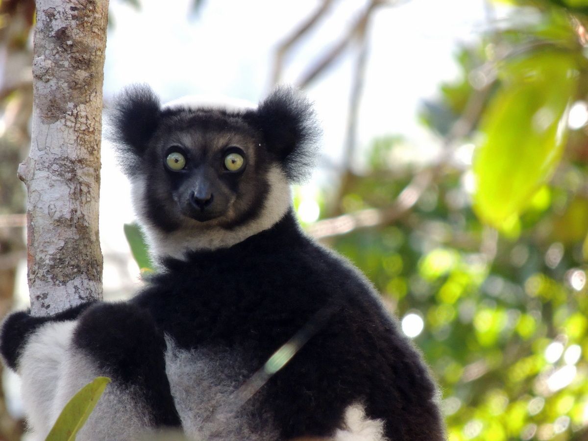 These Wild Lemurs Sing Just Like Opera Stars, Widening Their Mouths as They Hit the High Notes, Study Suggests