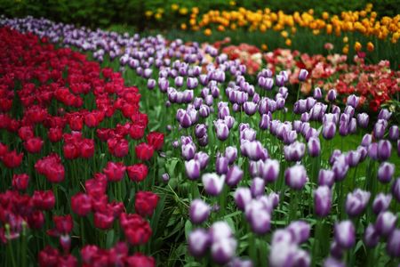 Floral displays on show at Keukenhof Gardens