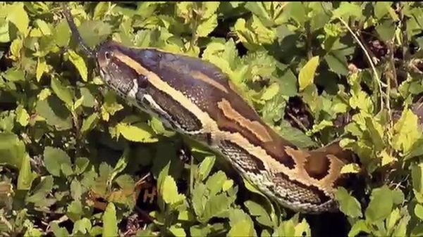 Preview thumbnail for Monster Snakes in the Florida Everglades