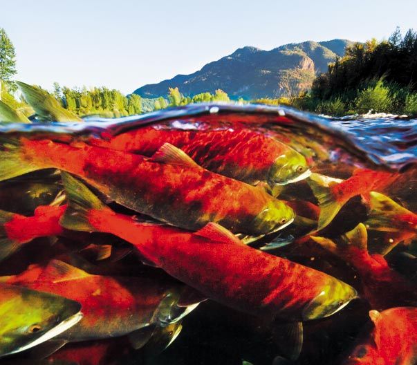 Sockeye Salmon