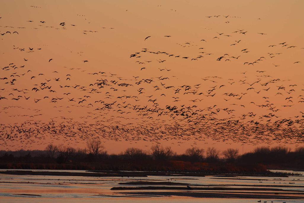 dozens of birds fly in silhouette against a sunset over a river