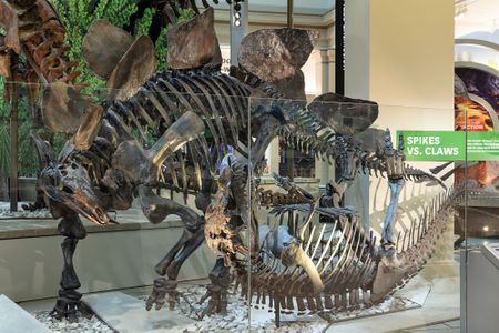 The meat-eating predator Ceratosaurus tried to take down Stegosaurus, but the plant-eater got away and gained the upper hand.