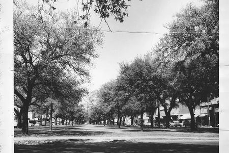 Before the highway's construction, Claiborne Avenue was known for its towering oaks.