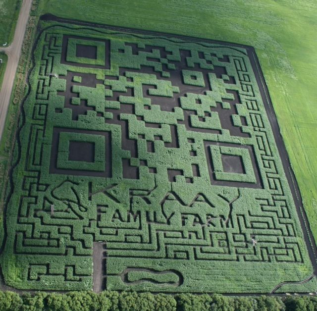 This Alberta corn field was shaped into a massive QR code.