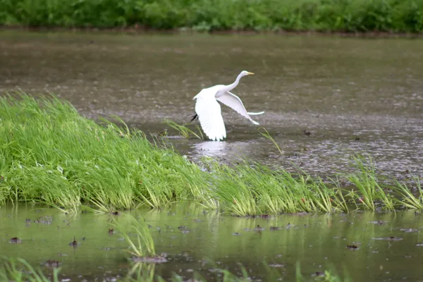 The great egret (Ardea alba) thumbnail