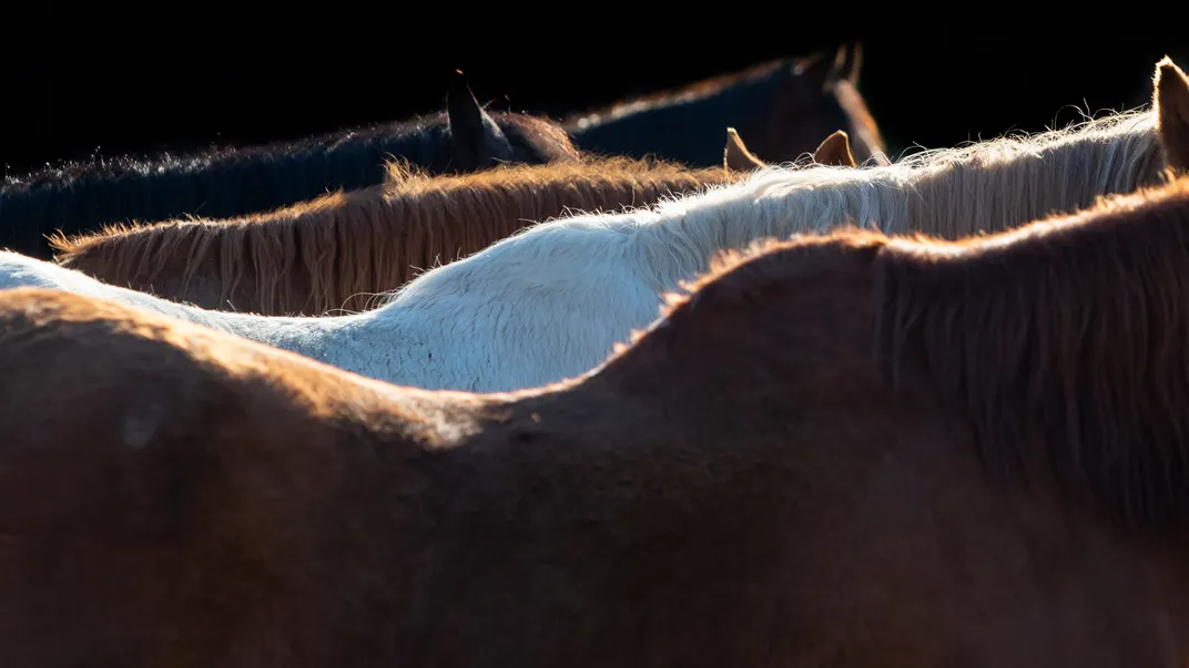 horses lined up
