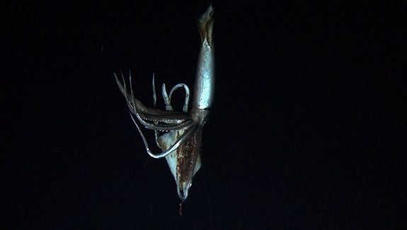 A living giant squid, captured for the first time on film.