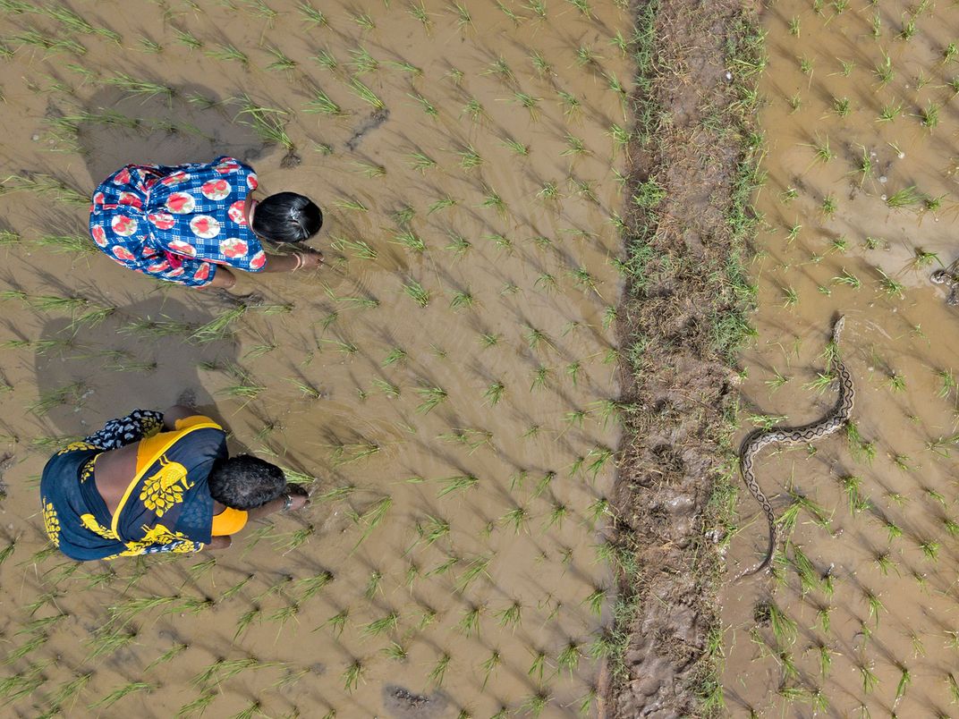 Women in Rice Field With Snake