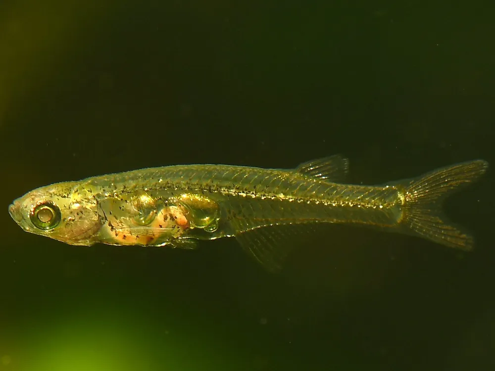 This Tiny Fish Can Make Sounds That Rival an Airplane or an