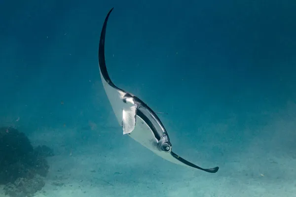 Manta Ray Carving thumbnail